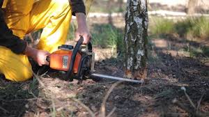 How Our Tree Care Process Works  in Saratoga Springs, NY